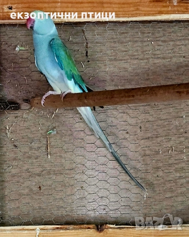Продавам двойка Александри , снимка 6 - Папагали - 52679555