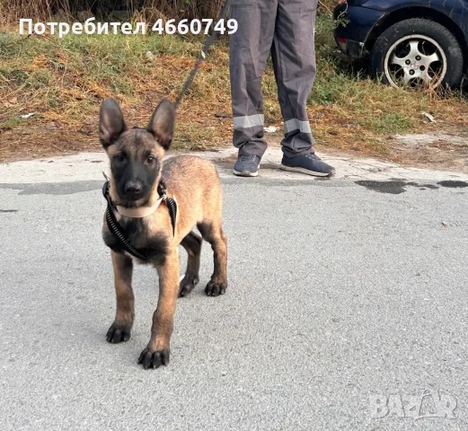 Продавам Куче 🦮