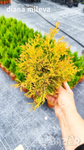 Западна туя Рейнголд (Thuja occidentalis Rheingold), студоустойчива, снимка 5 - Градински цветя и растения - 37392581