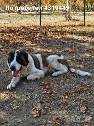 Тара си търси партньор!, снимка 4 - Търси партньор - 50033755