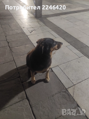 Бубка търси дом! , снимка 2 - Други - 52928338