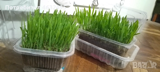 Продавам трева за котки 6 лв. със доставката за град Варна., снимка 3 - За котки - 52175628