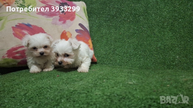 малтийска болонка мини болонки , снимка 5 - Болонка - 53410962