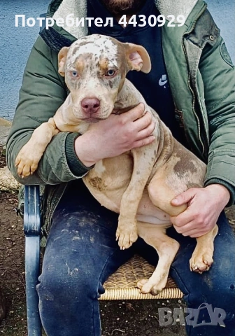 American Bully XL, снимка 12 - Други - 53135049
