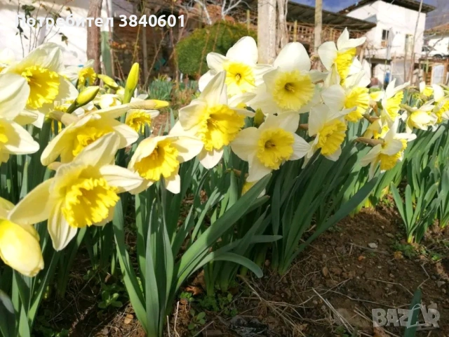Нарциси (10 луковици) , снимка 4 - Градински цветя и растения - 53815354
