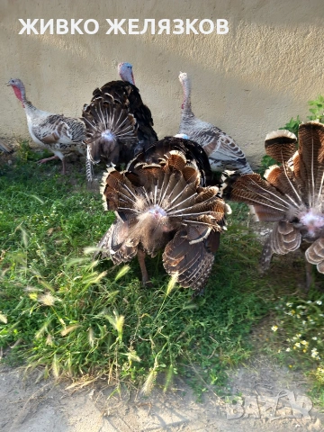 Продавам , домашно-отгледани пуйки,пуяци,петли и кокошки,  за разплод  , снимка 5 - Кокошки и пуйки - 53639962