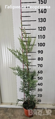 Кипарис Лейланд , снимка 4 - Градински цветя и растения - 52323869