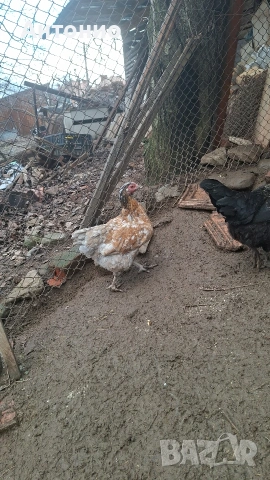 Ярки и петлета селски , снимка 3 - други­ - 53399808