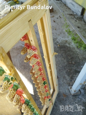 пчелни отводки 2026г, снимка 6 - Други животни - 53377170