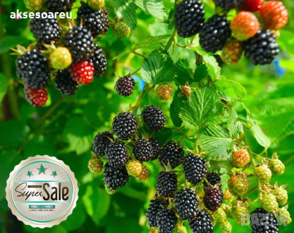 100 бр Висококачествени нови плодови семена от хранителна Къпина здравословни къпини антиоксидант , снимка 14 - Сортови семена и луковици - 49272532