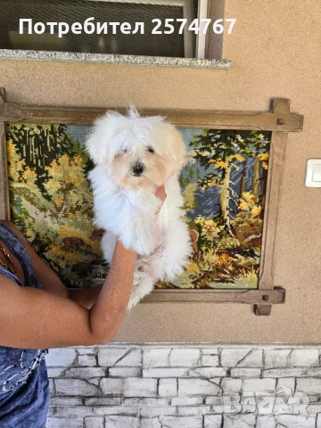 Малтийска болонка , снимка 1