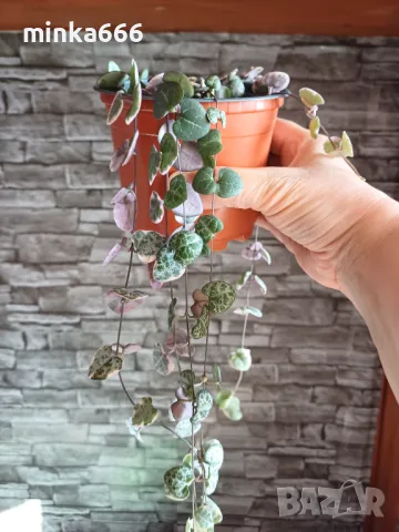 Вариегатна церопегия.