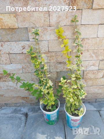 Евонимус , снимка 1 - Градински цветя и растения - 41243705