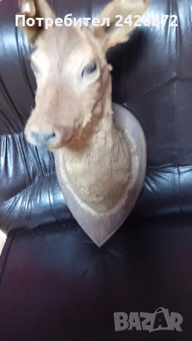 препарирана глава сърандак Препарирана бялка Препарирана катеричка., снимка 9 - Други - 52065871