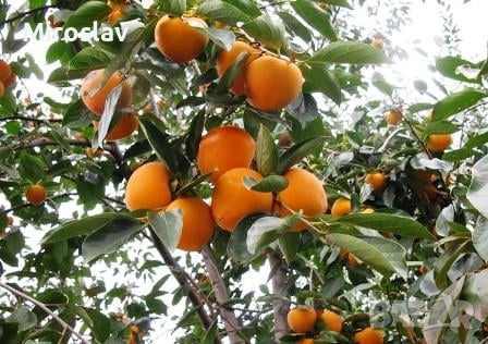 Райска ябълка (Сорт-Фую)-Без танин, снимка 5 - Градински цветя и растения - 52221764