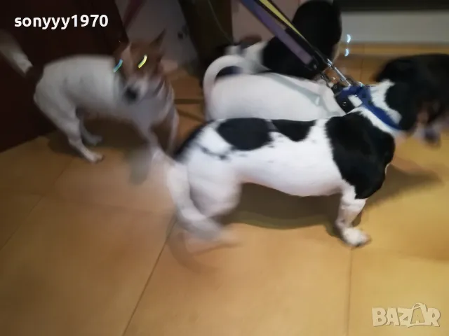 ОФИЦИЛЕН ПРЕСТАВИТЕЛ НА ДЖАК РЪСЕЛ ЗА ВИДИН 2801251428, снимка 13 - Джак ръсел териер - 48864495