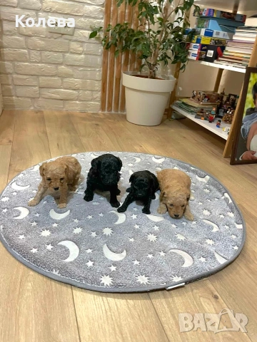 ТОП Мини пудел 