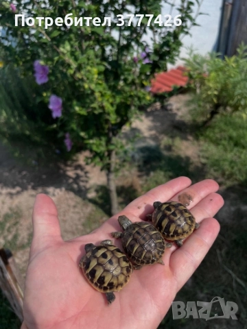 Сухоземна Костенурка с Документи