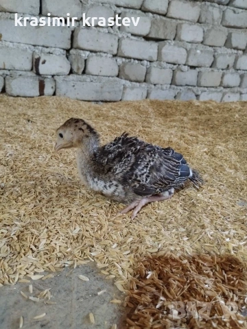 Свободни пуйчета