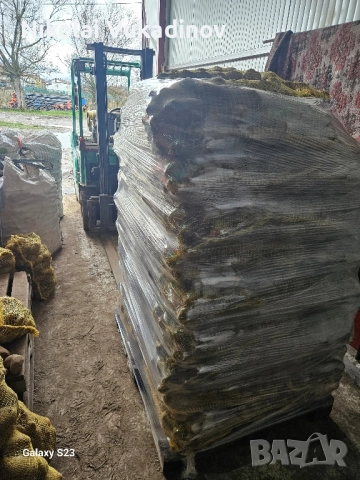 Картофи Сорая за консумация , снимка 8 - Домашни продукти - 52511378