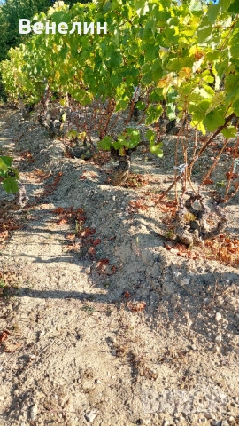 намалена цена 22 000лв., снимка 12 - Вили - 51851316