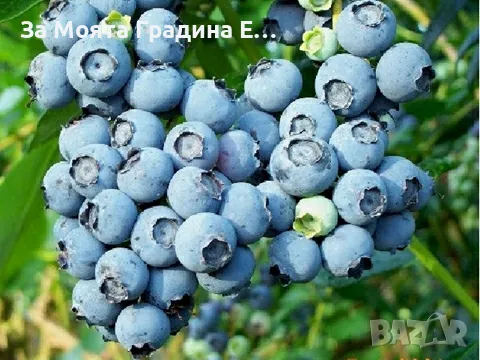 Боровинка -Разсад 