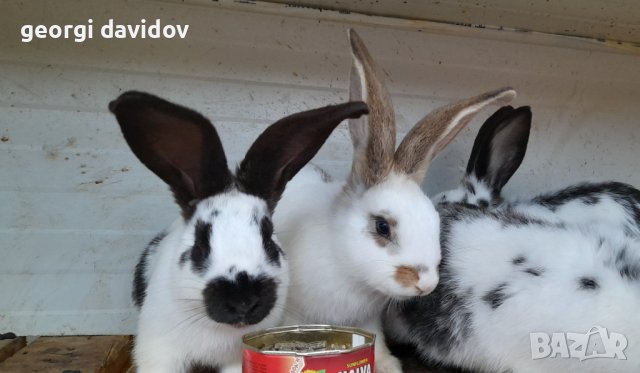 Домашни свободни зайци, снимка 2 - Други - 41344919