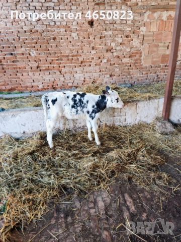 Продавам крави и телета, снимка 7 - За селскостопански - 52412159