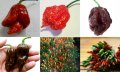 Семена от шестте най-лютите чушки на планетата : 1. Каролина Рийпър (Carolina Reaper) Средна лютивин, снимка 11