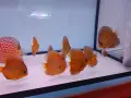 Дискуси млади риби. , снимка 3