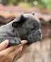 френски булдог-момче, снимка 1