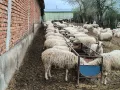 Продавам  овце, снимка 2