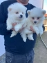 Продавам померански-шпицове, снимка 1