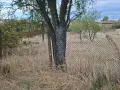 Продавам дворно място в с.Младиново 2000кв, снимка 2