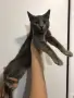 Синя Руска котка , снимка 1