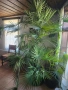Ветриловидна палма, снимка 5