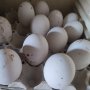 Яйца от гъски-лебедови., снимка 1 - Патици и гъски - 44461599