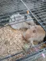 Продавам мини зайчета бебета, снимка 5