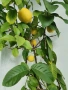 Домашно  лимонено дърво, снимка 1