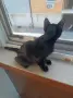Подаряват се три спасени малки котенца, снимка 8