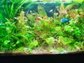 Аквариумни растения , имам и за езеро, снимка 7