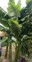 Бананови Палми различни височини, снимка 1 - Градински цветя и растения - 41502269