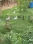 Продавам патета Мандаринки и Червенокрили барнета., снимка 2