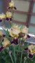 Продавам луковици на цветя Ирис, снимка 4