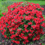 Рододендрон-(Налични 6 цвята), снимка 1 - Градински цветя и растения - 44641299