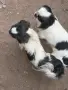 Японски хинчета, снимка 2
