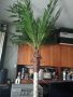 Изк. палма. 2броя за 140 лв., снимка 1 - Изкуствени цветя - 41043397