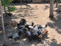 Кокошки катунски, снимка 4