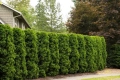 туя Фастигиата Thuja ‘Fastigiata’, снимка 7