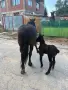 Продавам кобила с малко конче, снимка 2